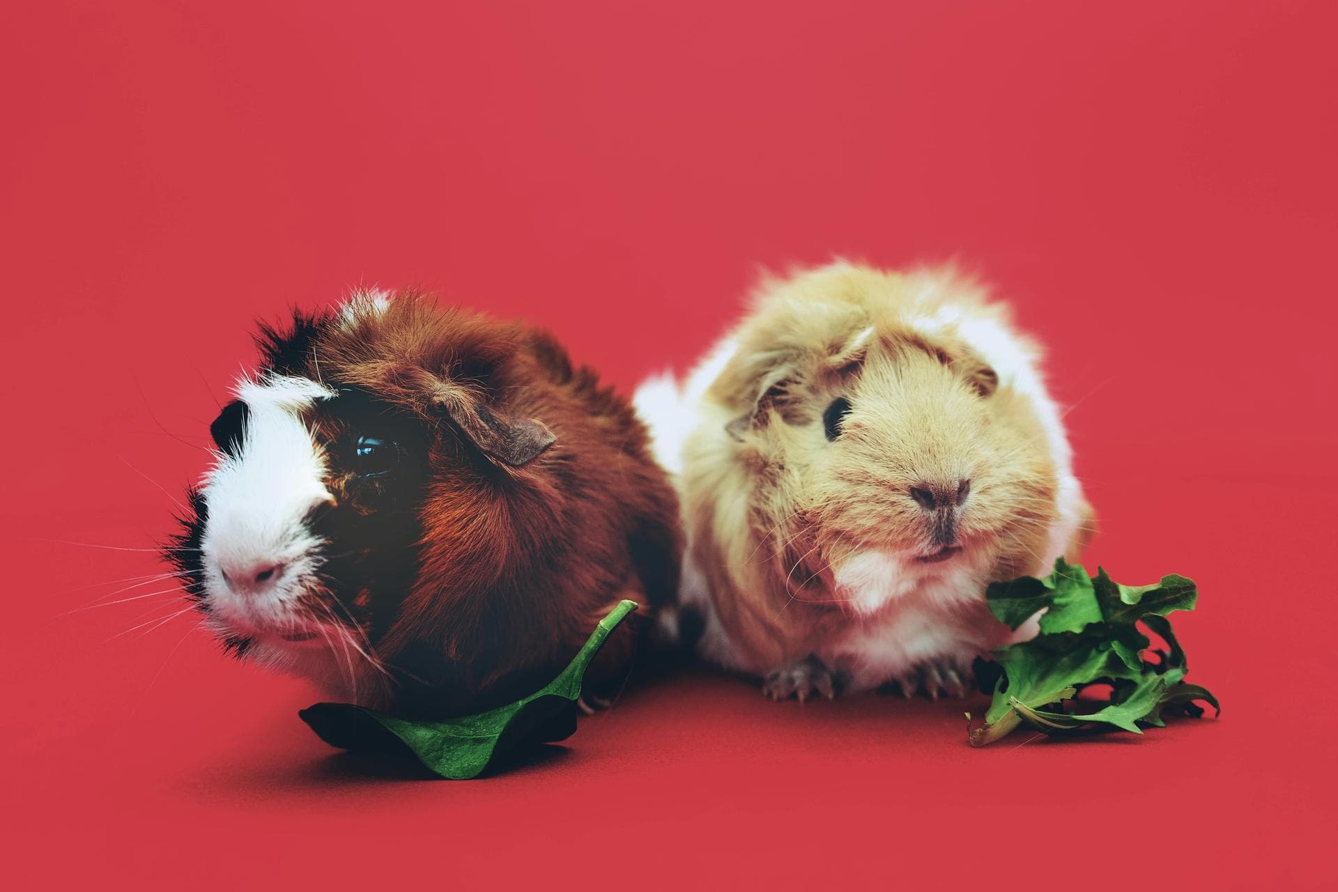 Dog Puppy Vaccinations Kennel Cough Prices in Colchester