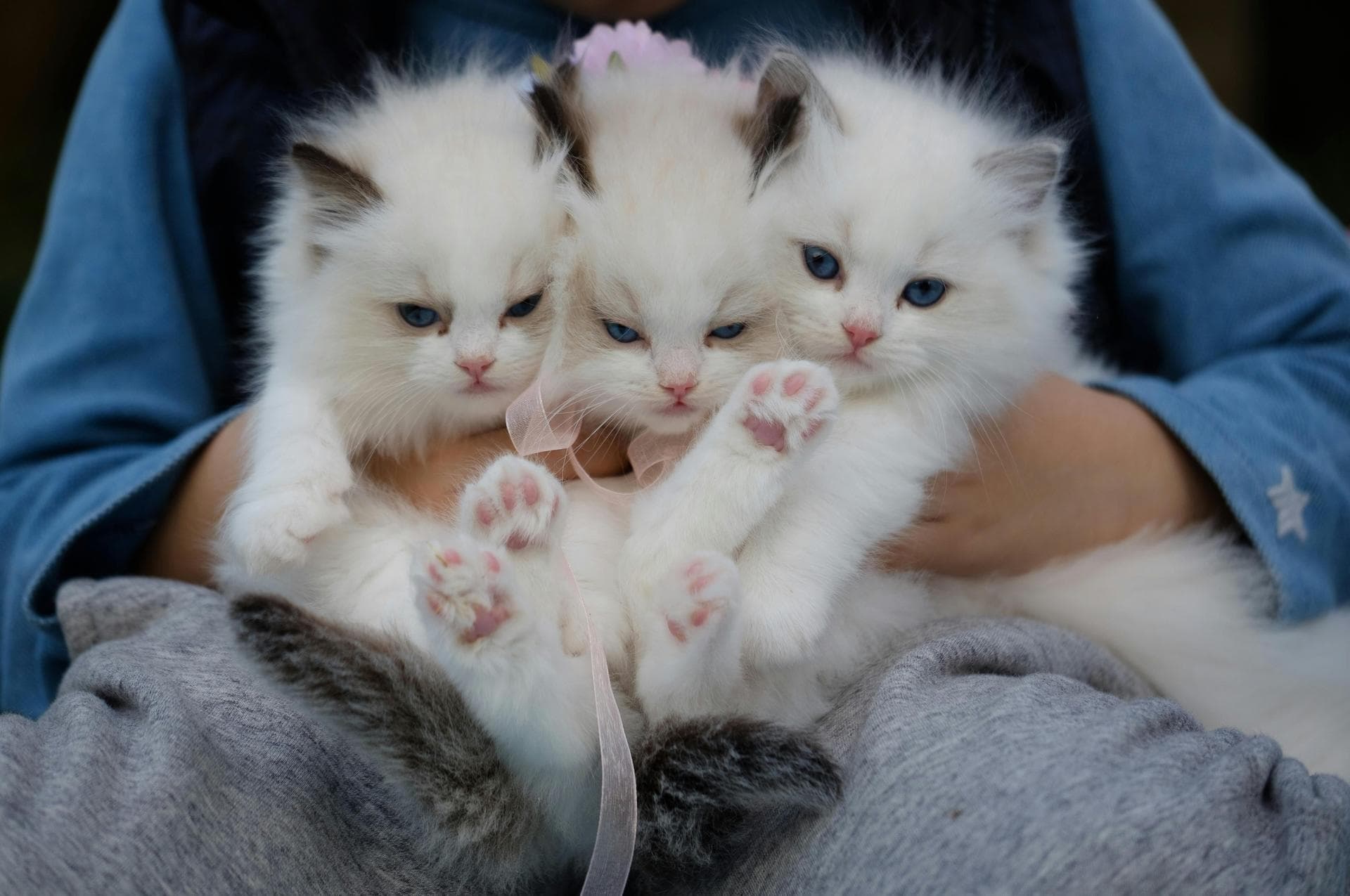 Keyhole Spay Prices in Colchester