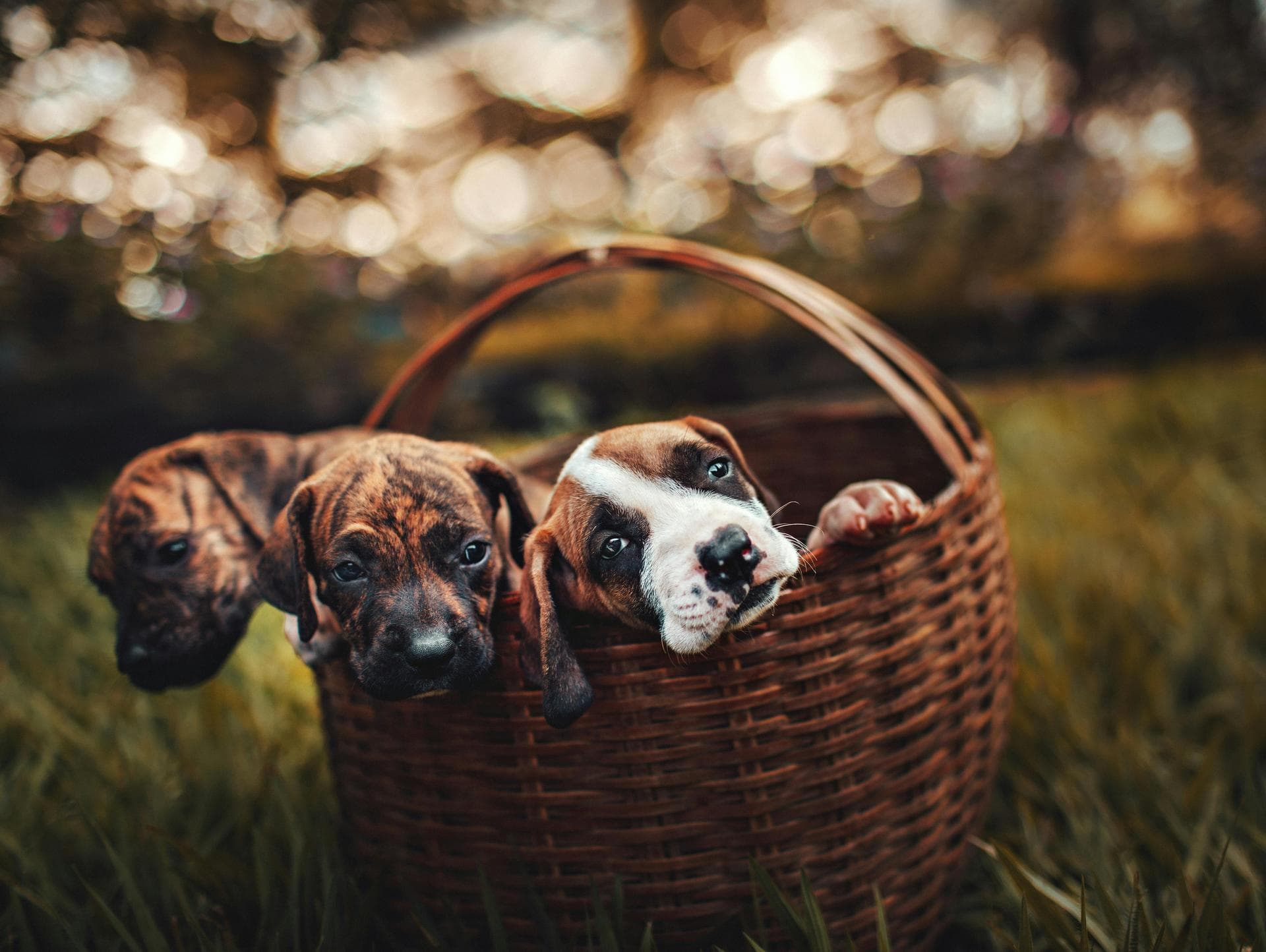 Rabbit Spay Castrate Neutering Prices in Colchester