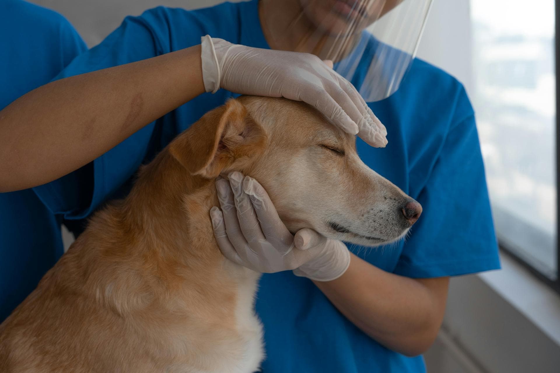 Best Vets in Colchester