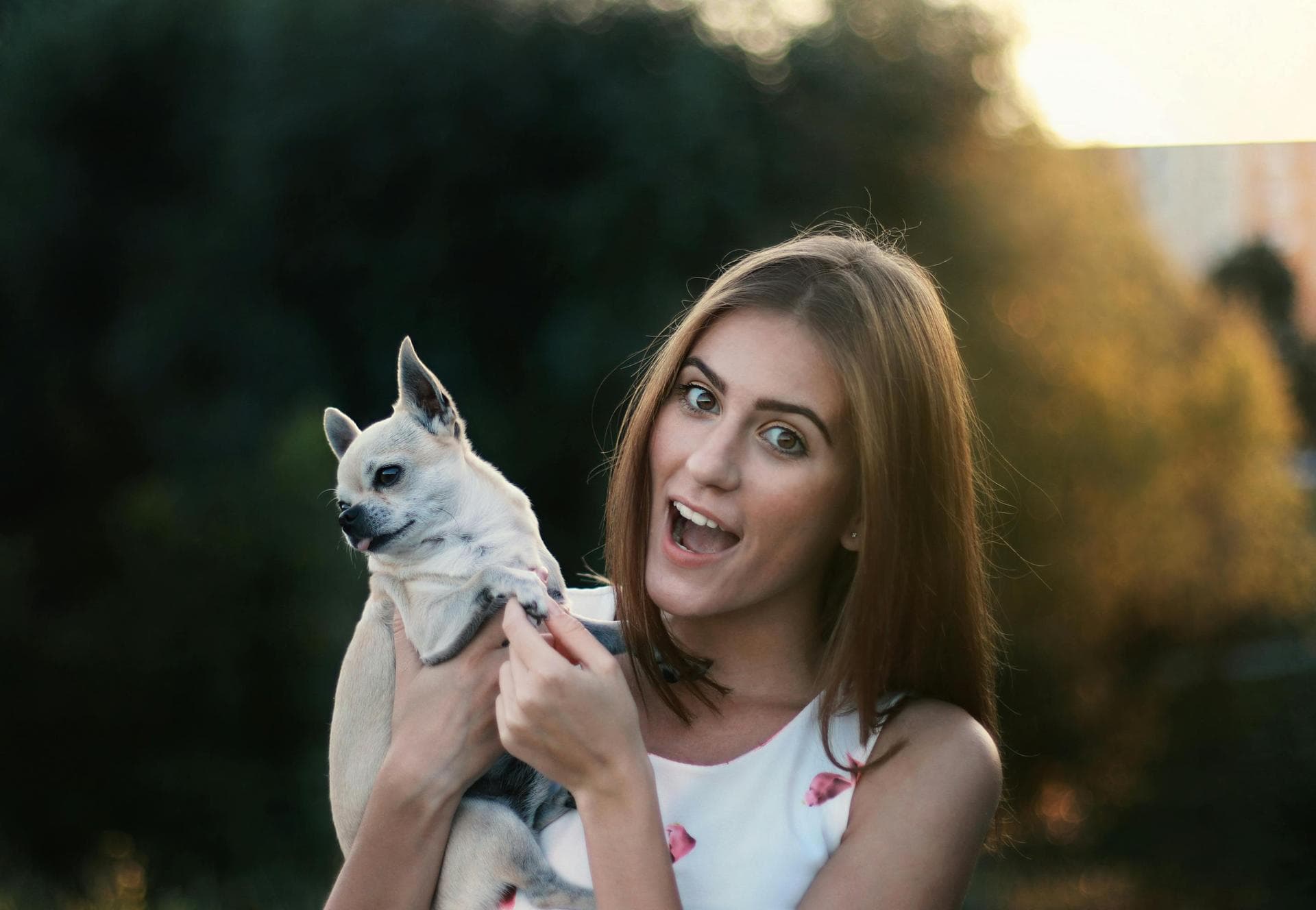 Dog Spay Castrate Neutering Prices in Colchester