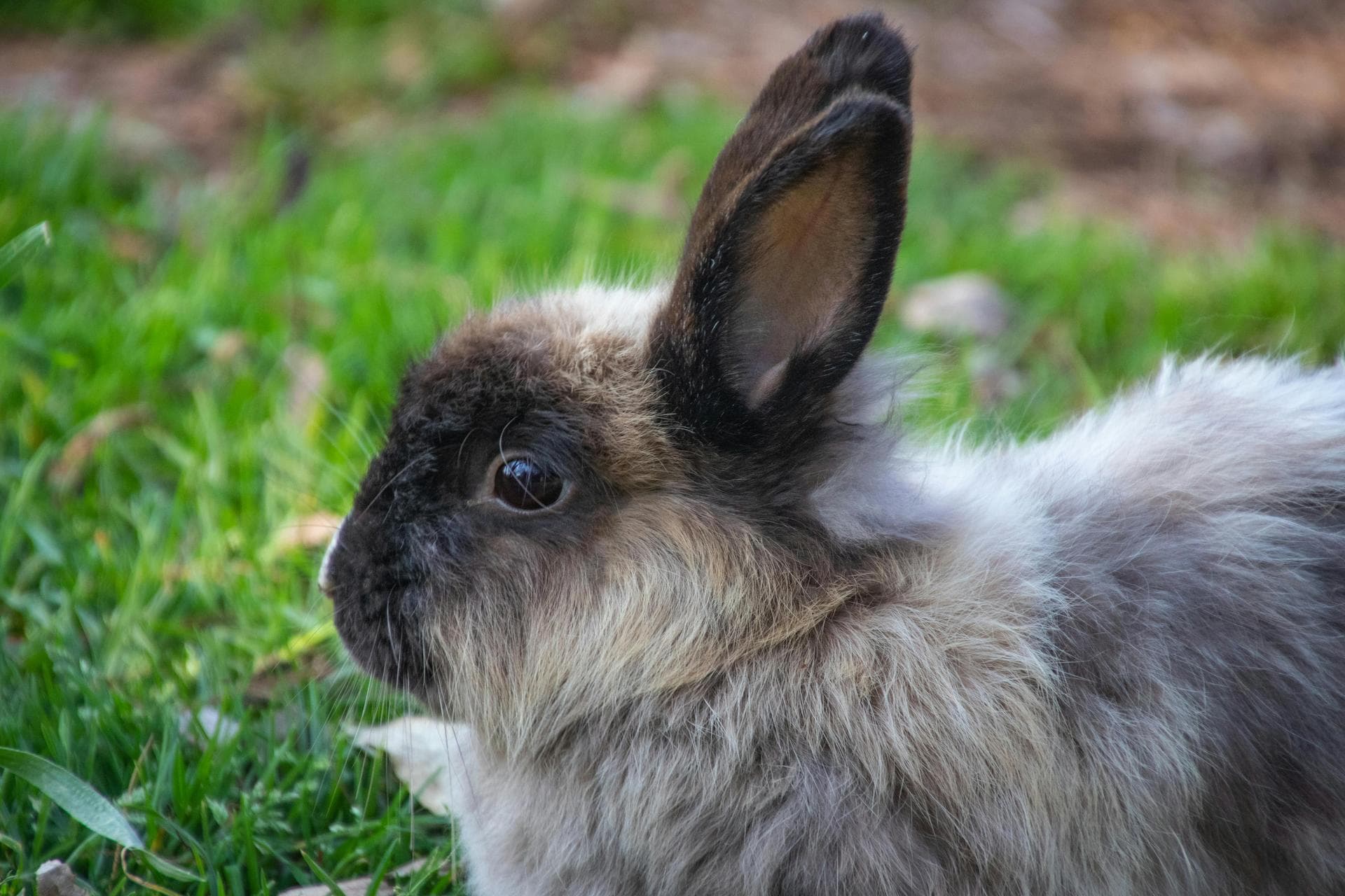 Specialist Vets in Colchester