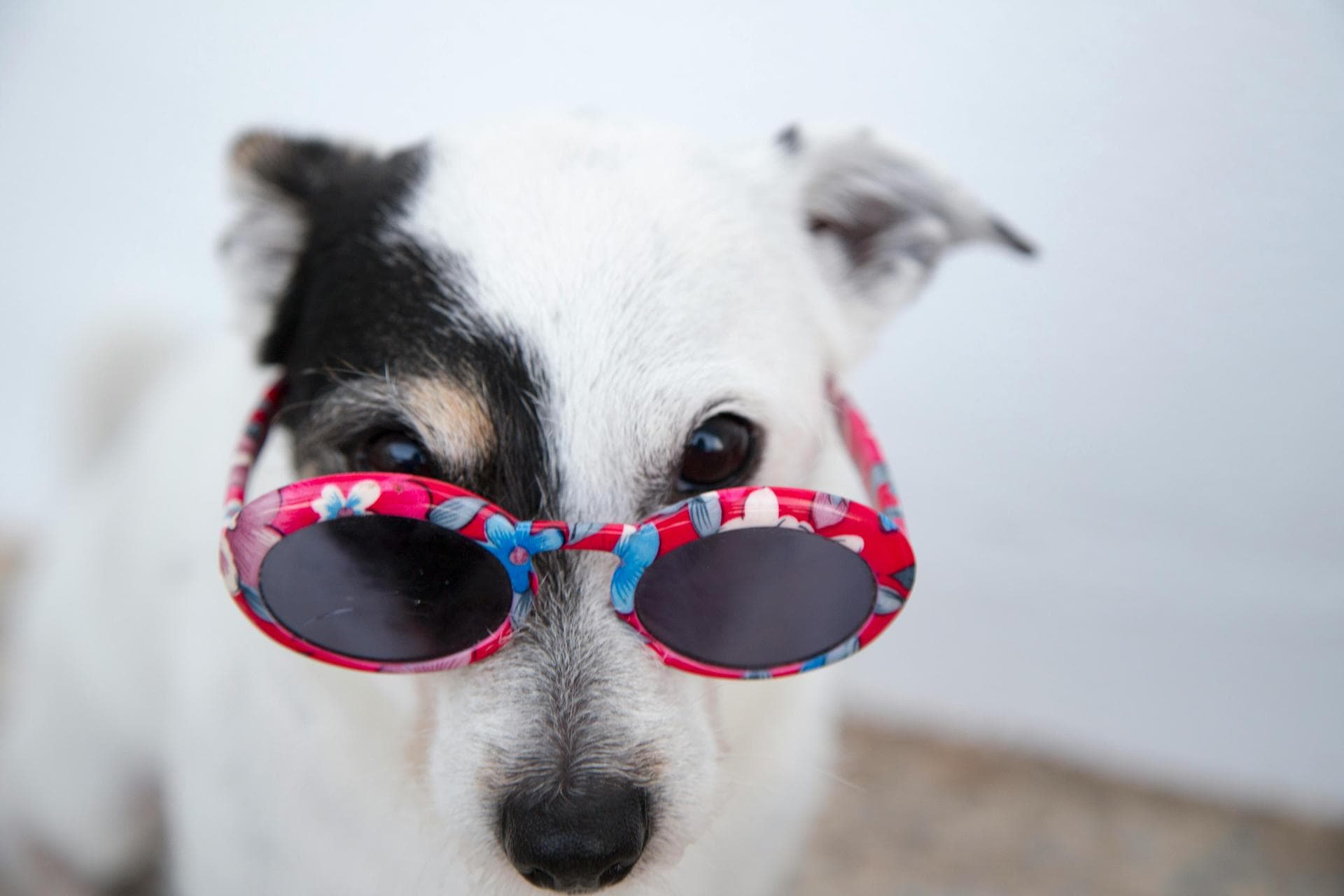 Dog Euthanasia Put Down Prices in Colchester
